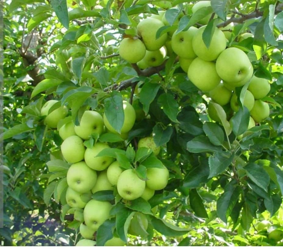 اجاره ی باغ سیب|خدمات باغبانی و درختکاری|شاهین دژ, |دیوار
