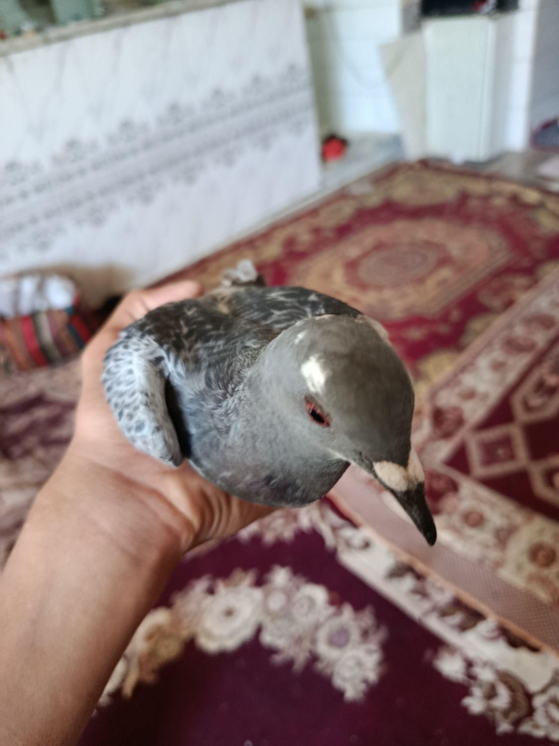 جوجه بدرنگ|پرنده|کرمان, |دیوار