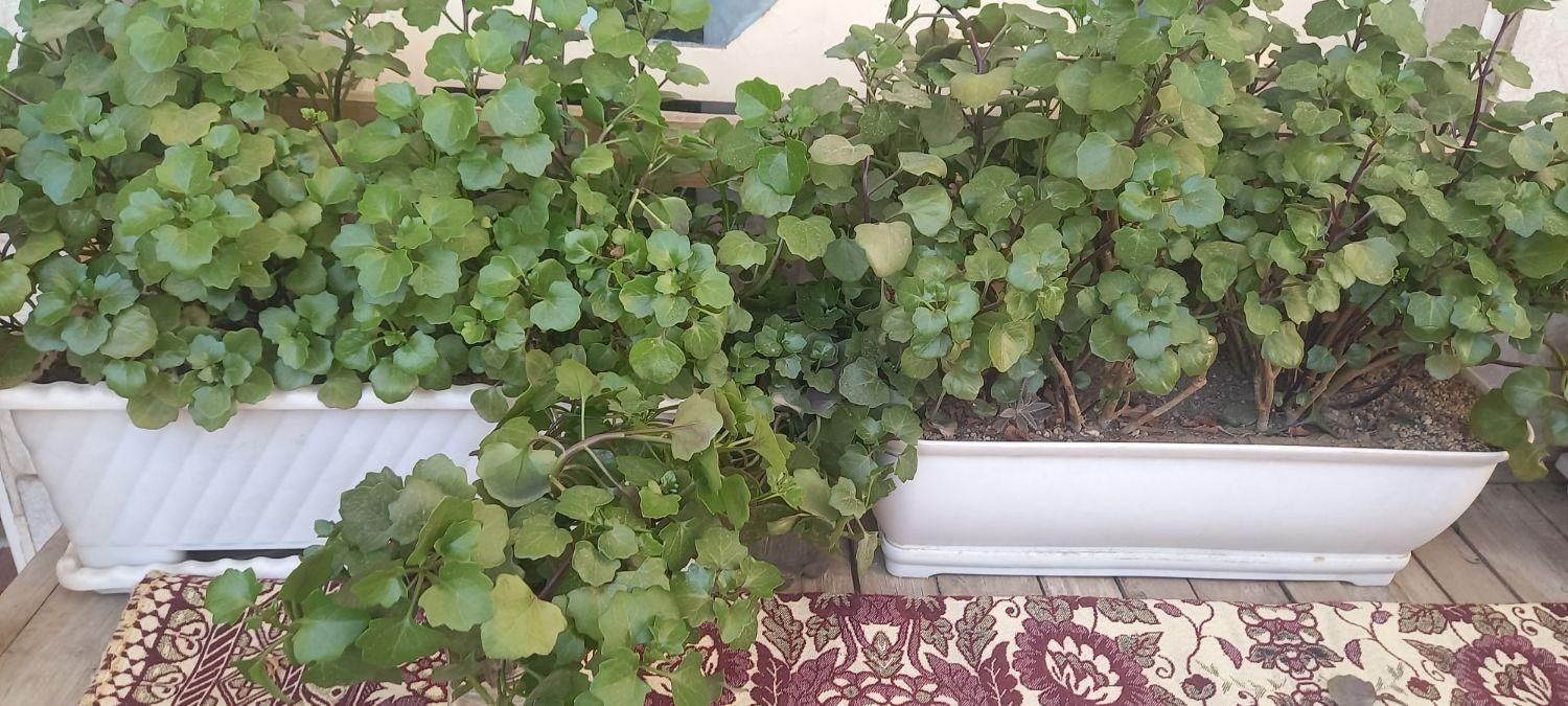 قلمه گل پیچ سوئدی|گل و گیاه طبیعی|مشهد, تلگرد|دیوار