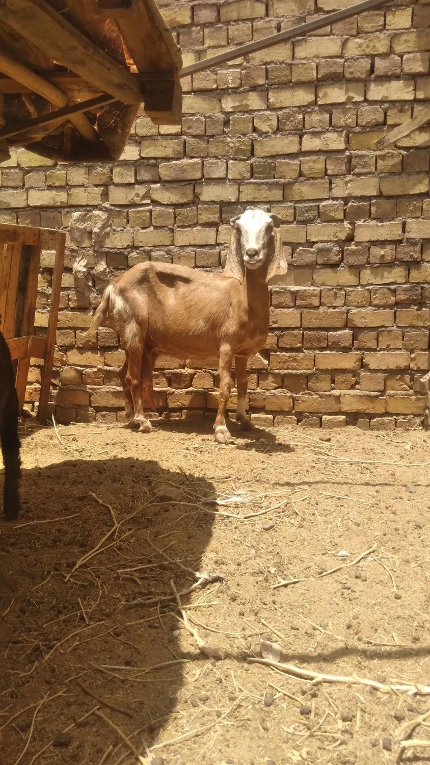 بز کره|حیوانات مزرعه|رفسنجان, |دیوار