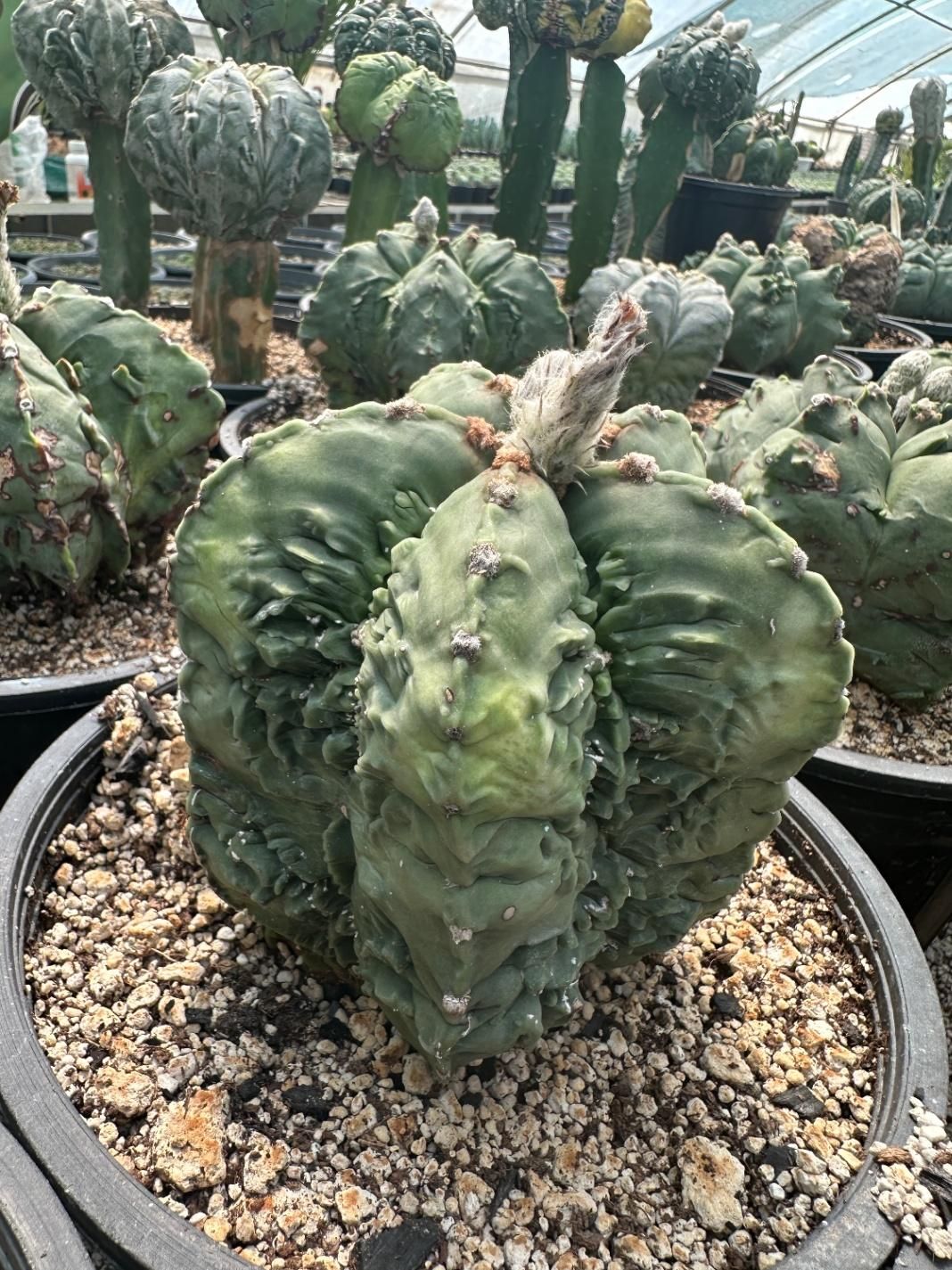 کاکتوس کلکسیونی Cactus|گل و گیاه طبیعی|تهران, آذری|دیوار