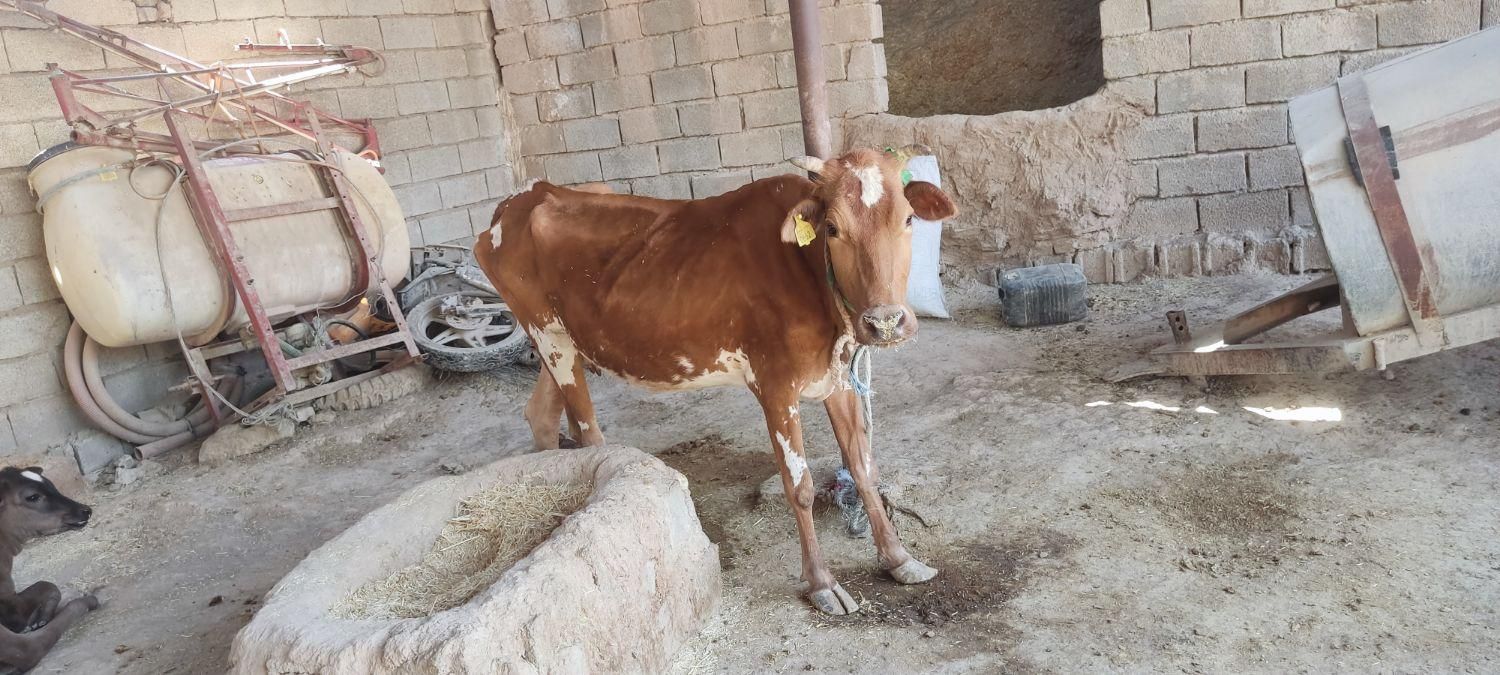 گاوه نره و ماده|حیوانات مزرعه|حمیدیه, |دیوار