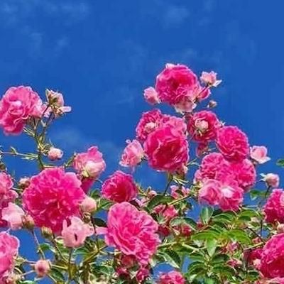 کیف پول گمشده|اشیا|مهریز, |دیوار