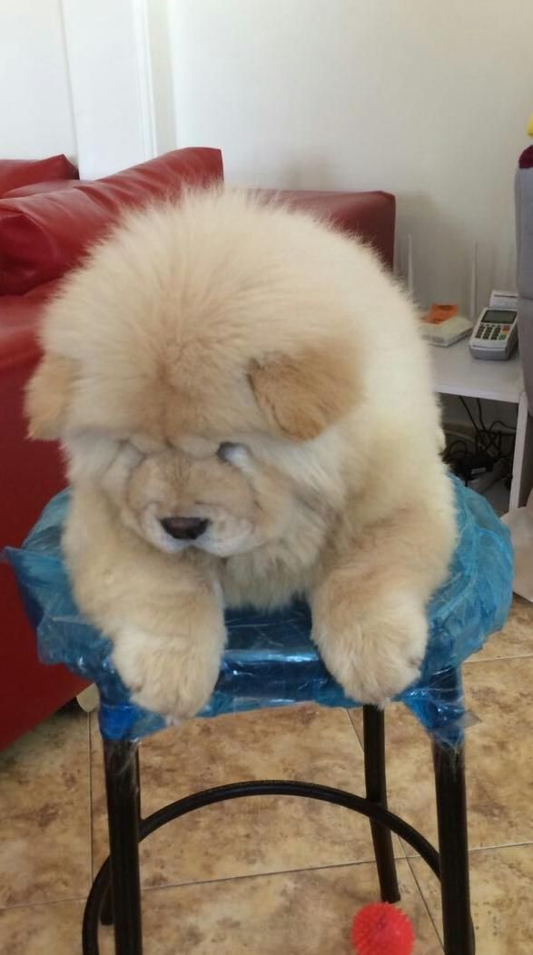 چاوچاوchowchow|سگ|تهران, شهرک شهید باقری|دیوار
