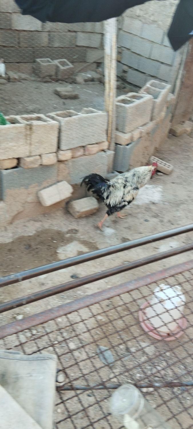 جوجه خروس جوان ۳|حیوانات مزرعه|مرودشت, ژیان|دیوار
