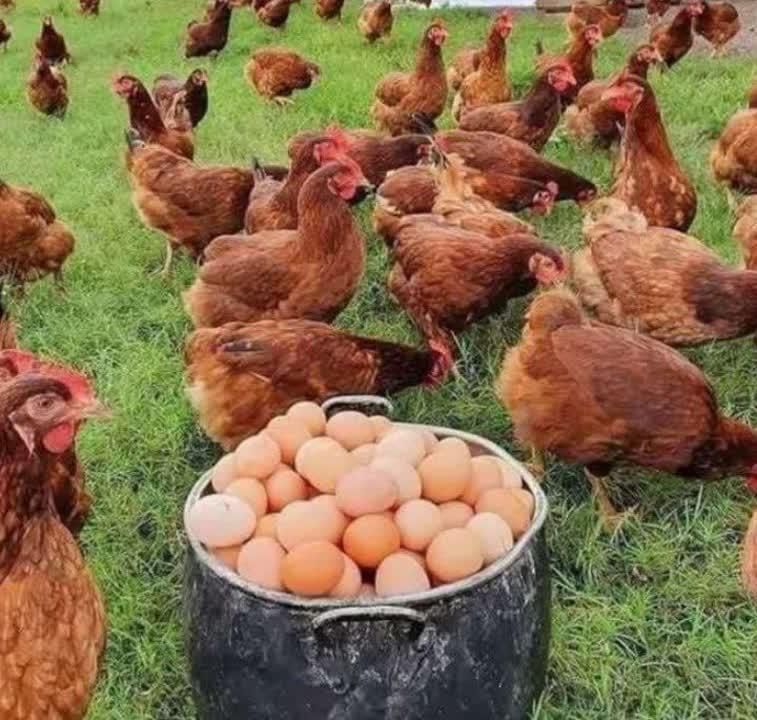 انواع جوجه صادراتی|حیوانات مزرعه|تهران, آشتیانی|دیوار