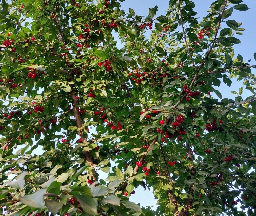 شربت آلبالومحلی|خوردنی و آشامیدنی|تهران, جنت‌آباد جنوبی|دیوار