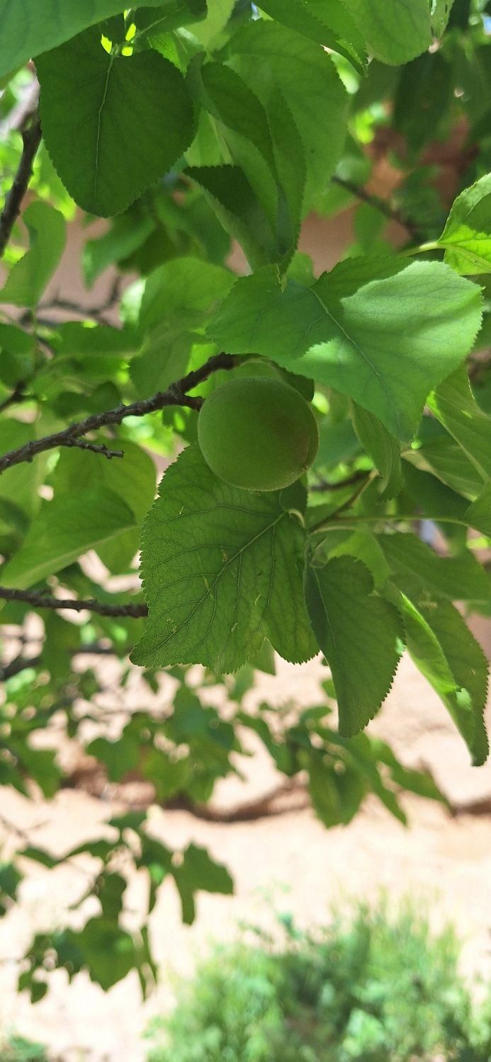 سـهـروردی ۱۵۰ مـتـر بر ۶ جـنـوبـی|فروش زمین و ملک کلنگی|تهران, عباس‌آباد|دیوار