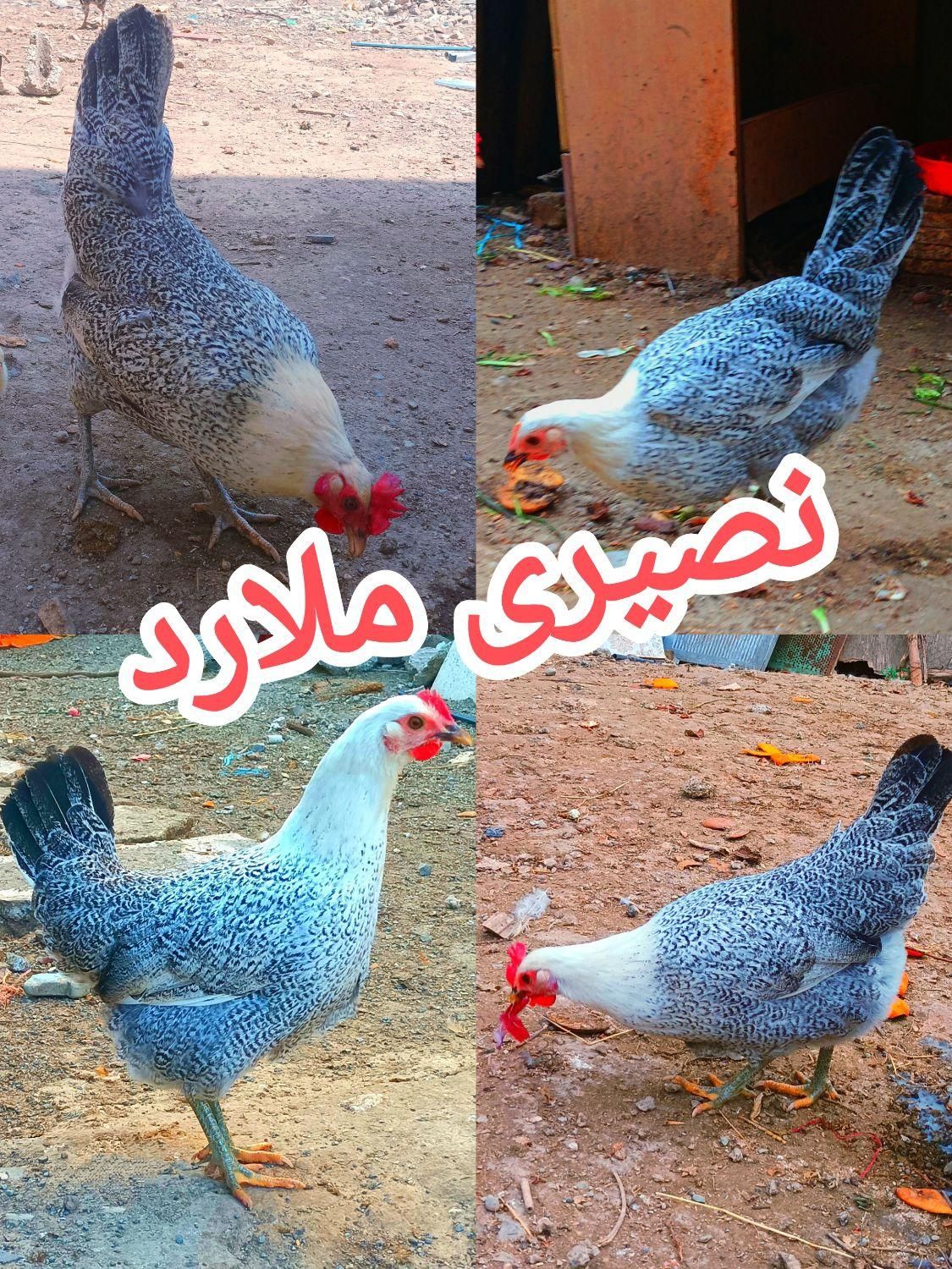 تخم‌مرغ نطفه‌دارگلین‌لری|حیوانات مزرعه|کرج, ملارد|دیوار