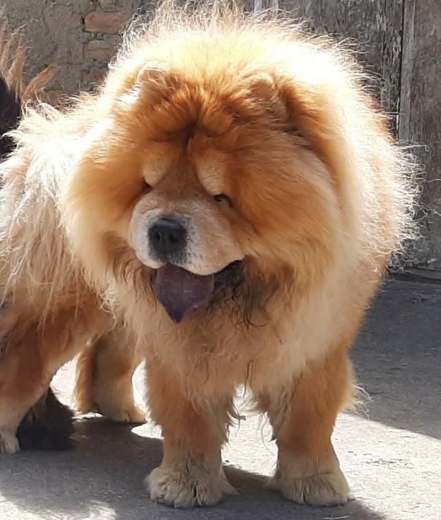 چاوچاوchowchow|سگ|تهران, شهرک شهید باقری|دیوار