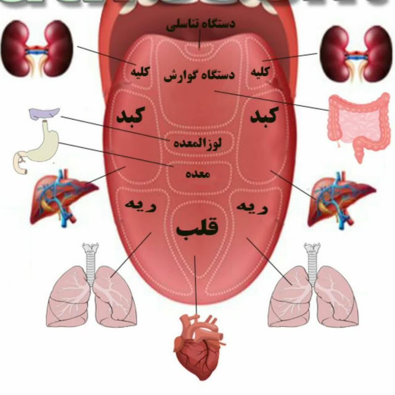 متخصص طب سنتی|استخدام درمانی، زیبایی، بهداشتی|تهران, آذری|دیوار