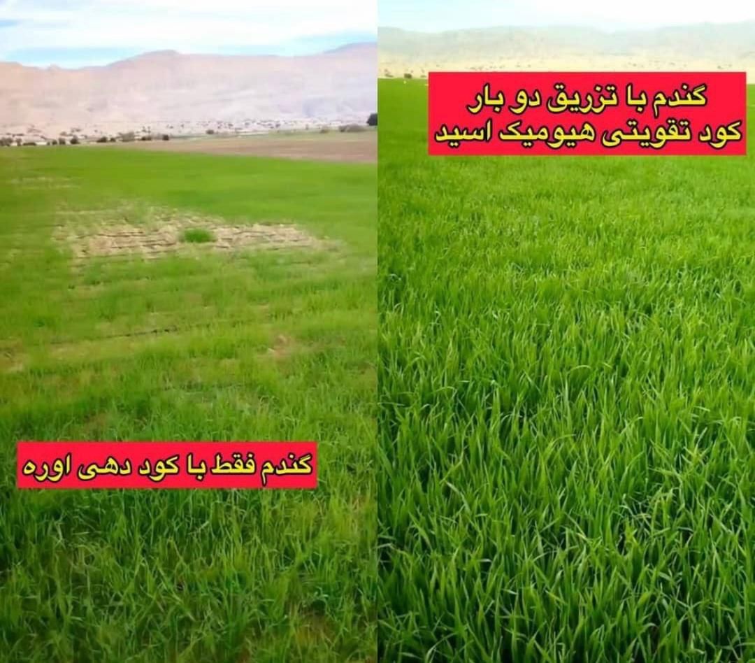 کارشناس برنامه کوددهی باغ و زمین کشاورزی|خدمات باغبانی و درختکاری|اصفهان, مصلی|دیوار