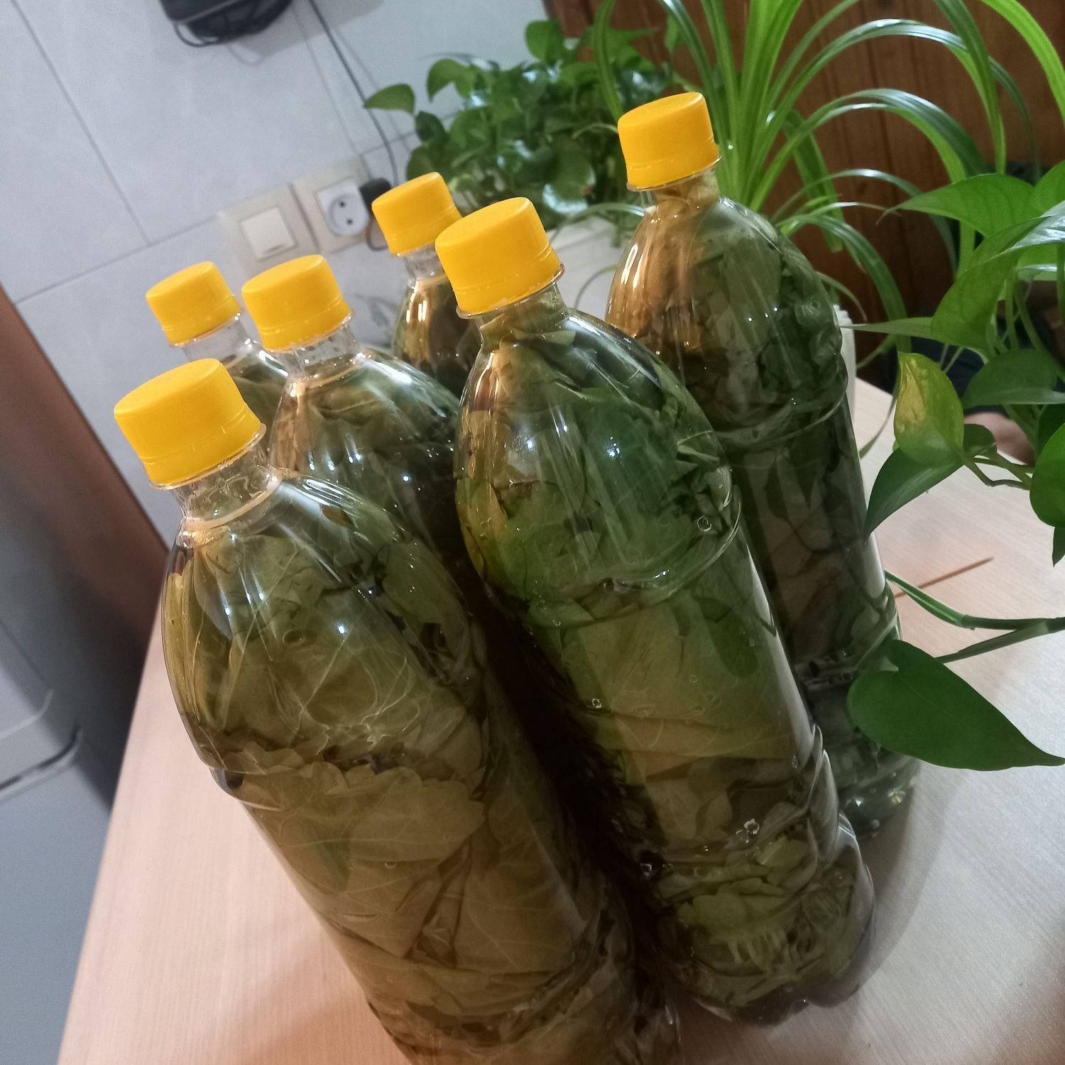 برگ مو|خوردنی و آشامیدنی|فلاورجان, |دیوار