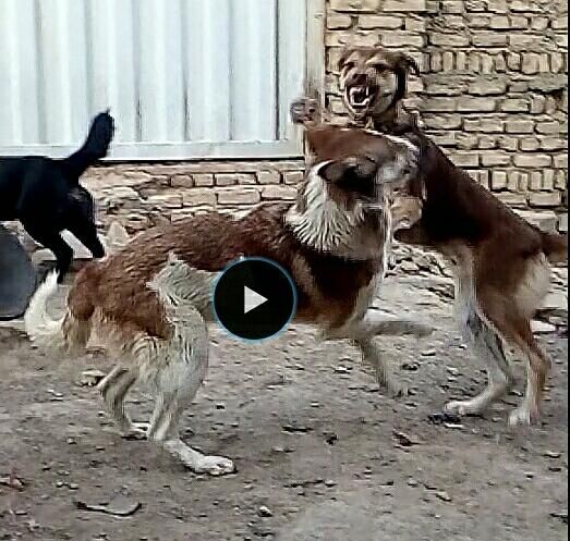 سگ نگهبان و شکاری|سگ|تهران, مشیریه|دیوار