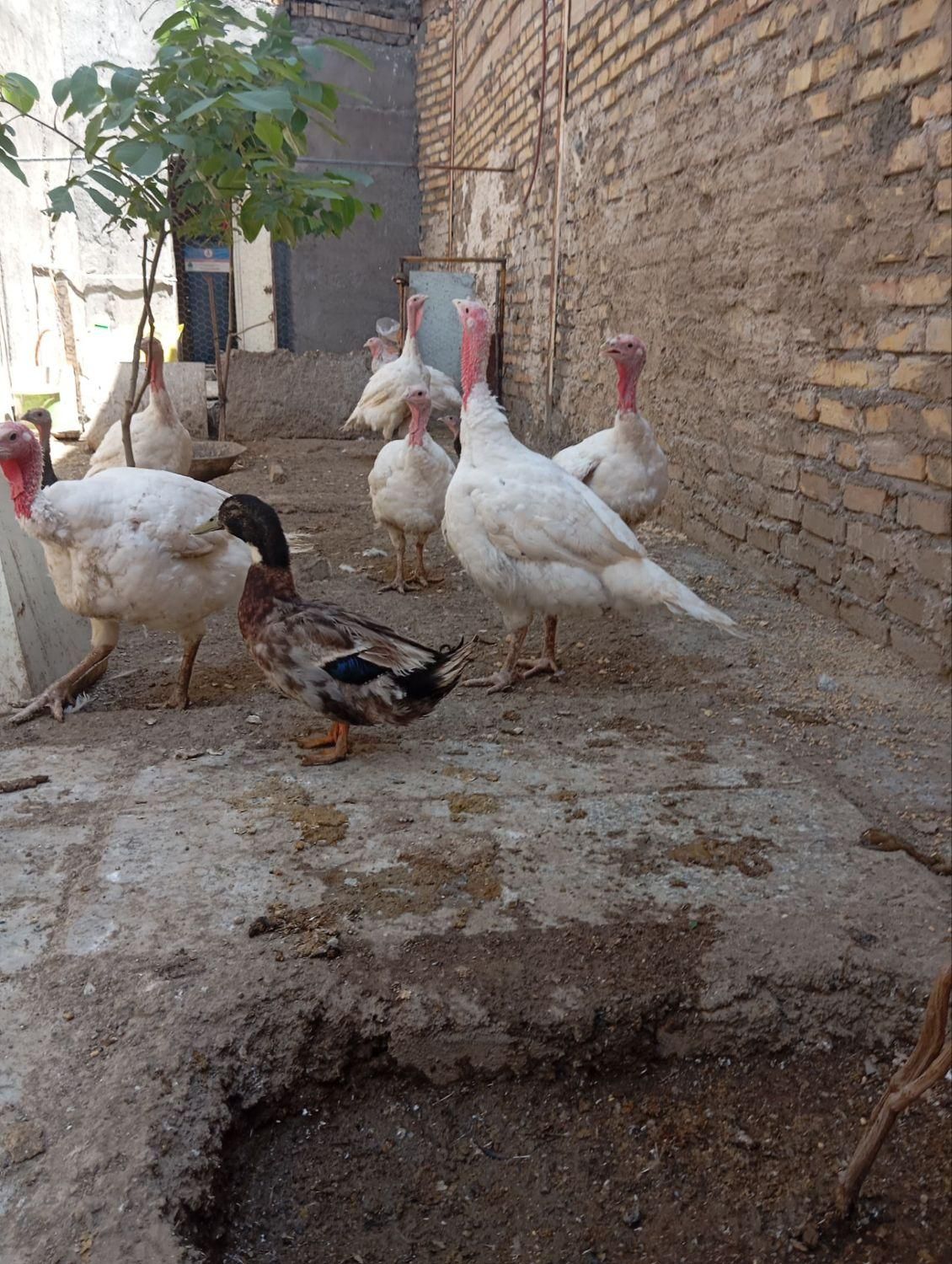 بوقلمون بیوتی گوشتی|حیوانات مزرعه|مشهد, شهرک شهید باهنر|دیوار