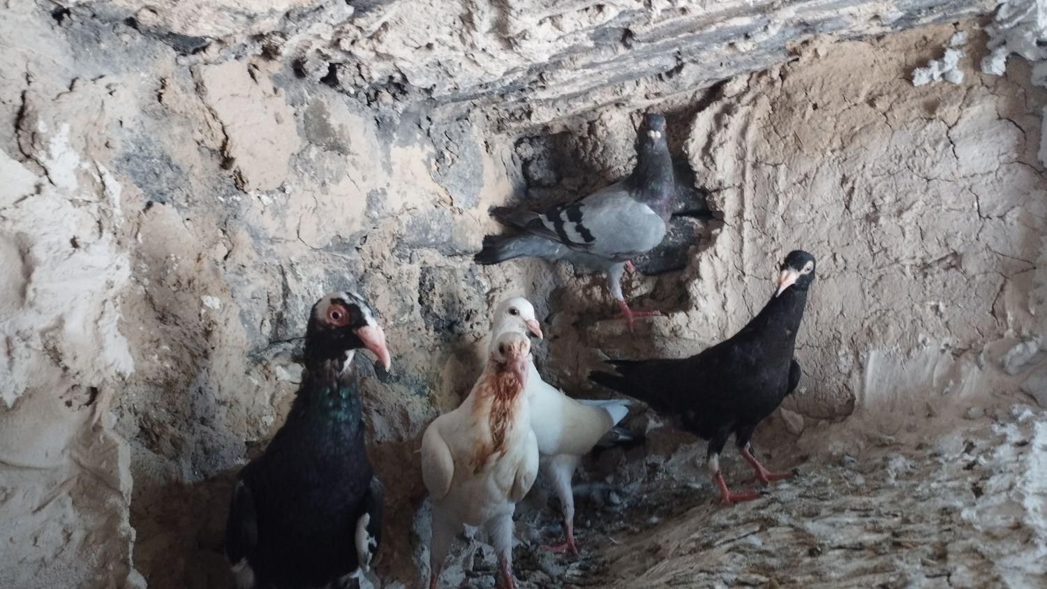 جوجه دورگ|پرنده|آشخانه, |دیوار