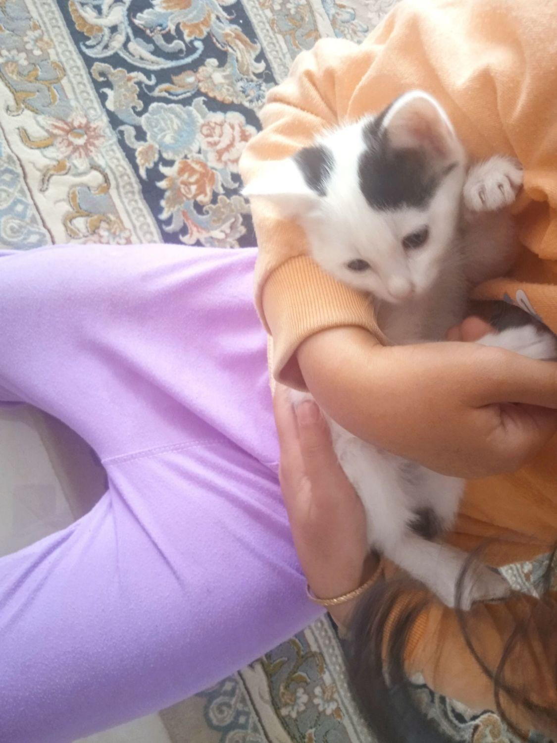 گربه|گربه|تربت‌حیدریه, ۴۵ متری|دیوار