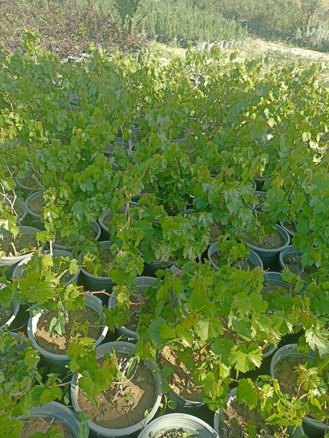 انگور|خدمات باغبانی و درختکاری|چهارباغ, |دیوار