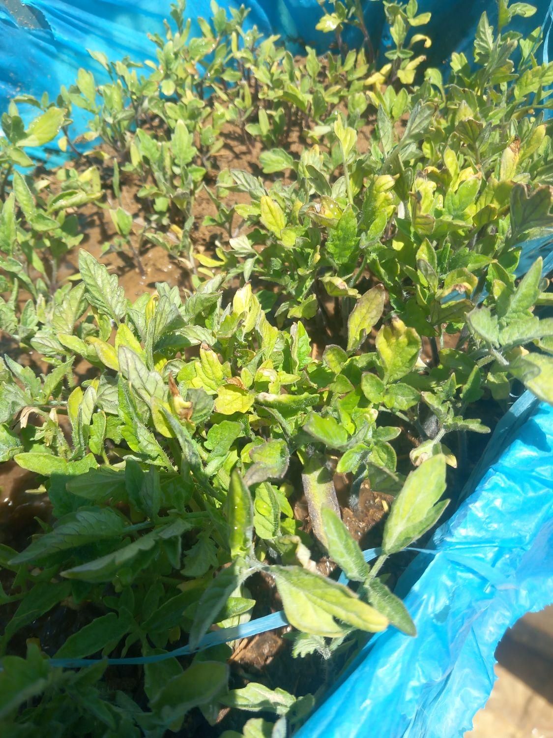 نشاء گوجه|خدمات باغبانی و درختکاری|ابهر, |دیوار