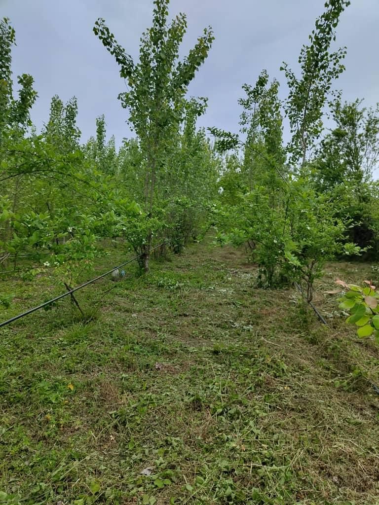 زمین زراعی به متراژ ۷۰۰۰ متر مربع دارای سند|فروش دفتر صنعتی، کشاورزی، تجاری|تهران, استاد معین|دیوار