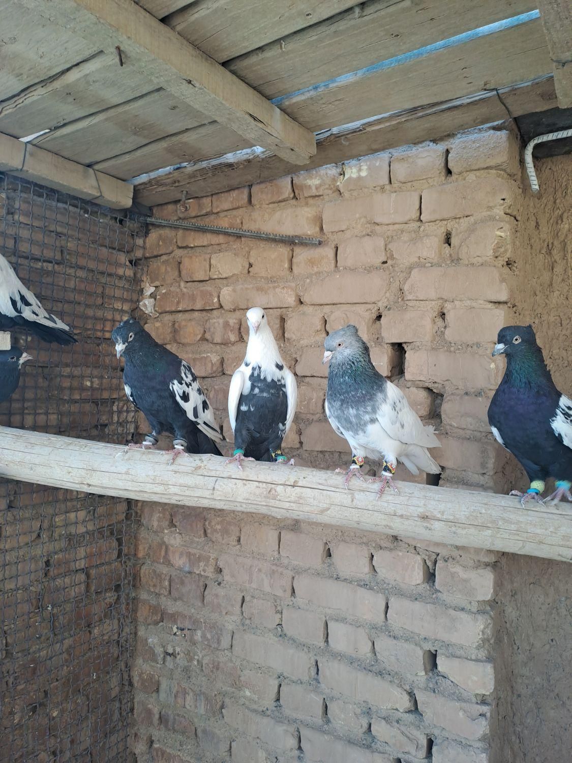 دمبی|پرنده|آباده, |دیوار