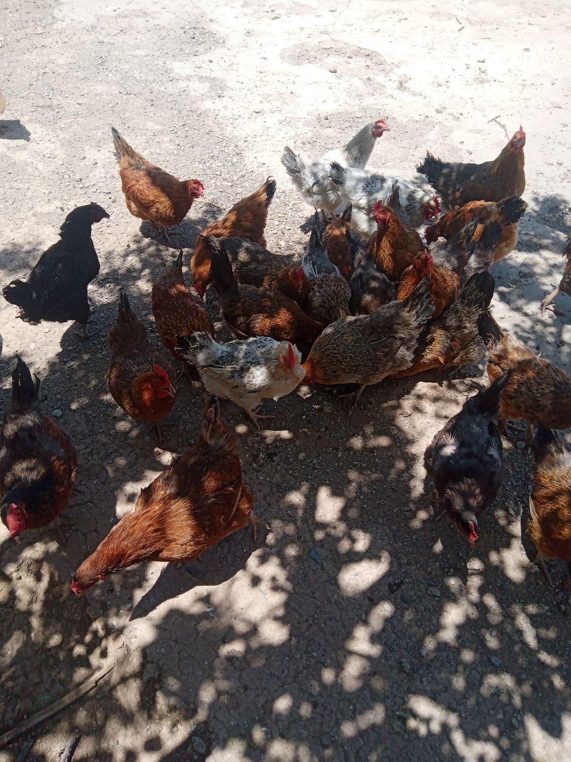 مرغ تخمی خانگی تعداد 37 عدد|حراج|تربت جام, میان جام|دیوار