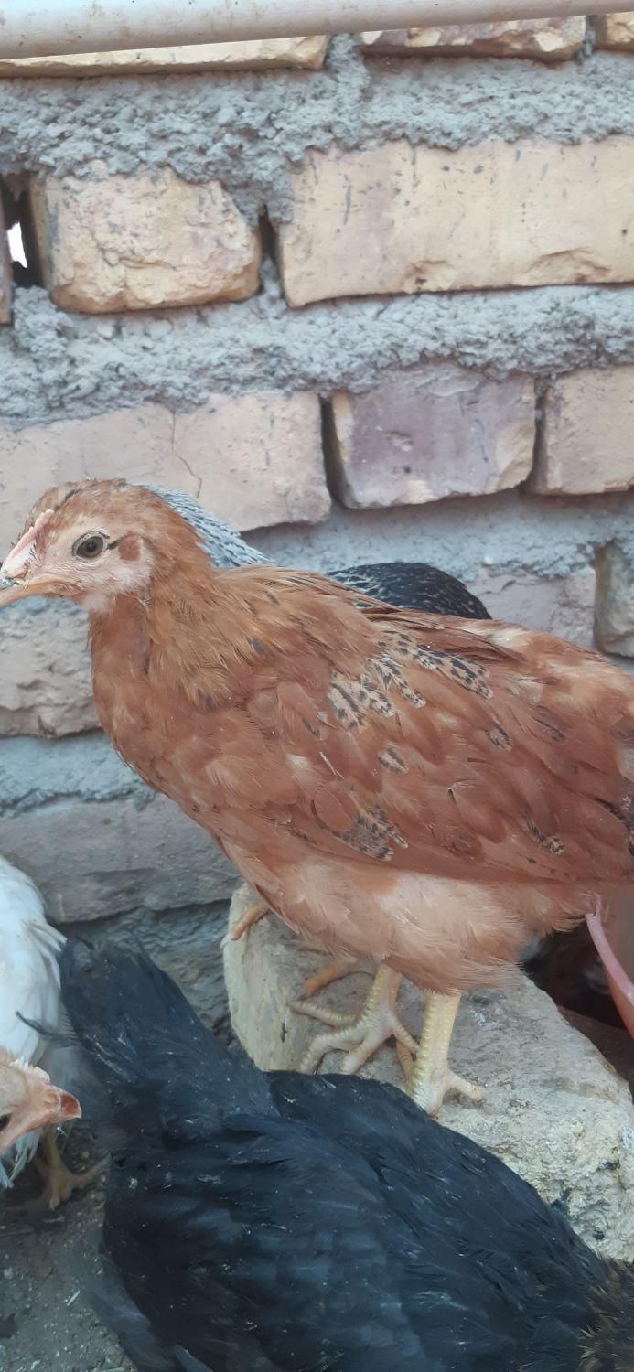 جوجه مرغ دو ماهه|حیوانات مزرعه|گناباد, |دیوار