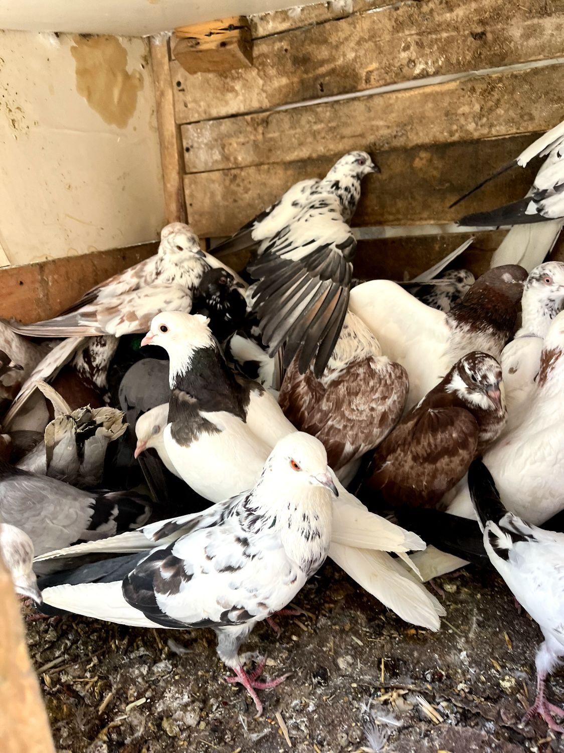 ۴۰ کبوتر بوم|پرنده|داران, |دیوار