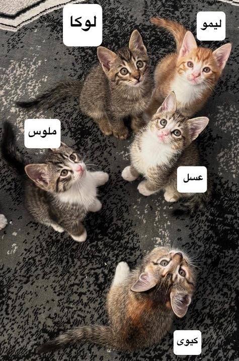 واگذاری بچه گربه|گربه|شهریار, |دیوار