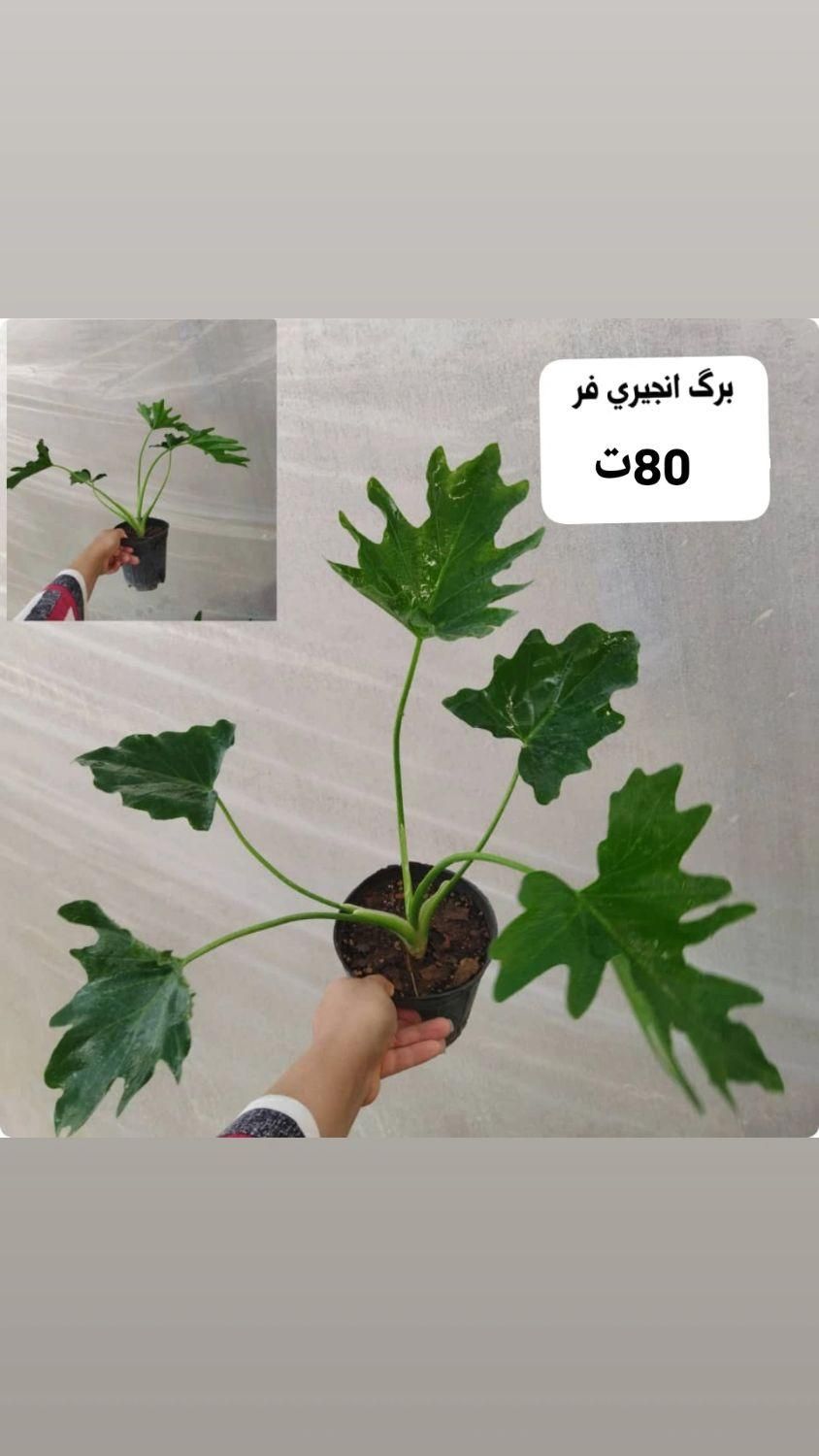 گل و گیاه طبیعی|گل و گیاه طبیعی|بندر گناوه, |دیوار