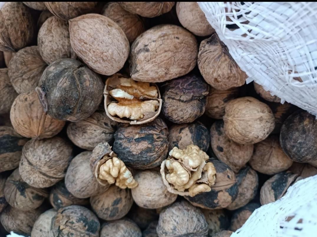 گردو|خوردنی و آشامیدنی|شیراز, شهرک گلها|دیوار