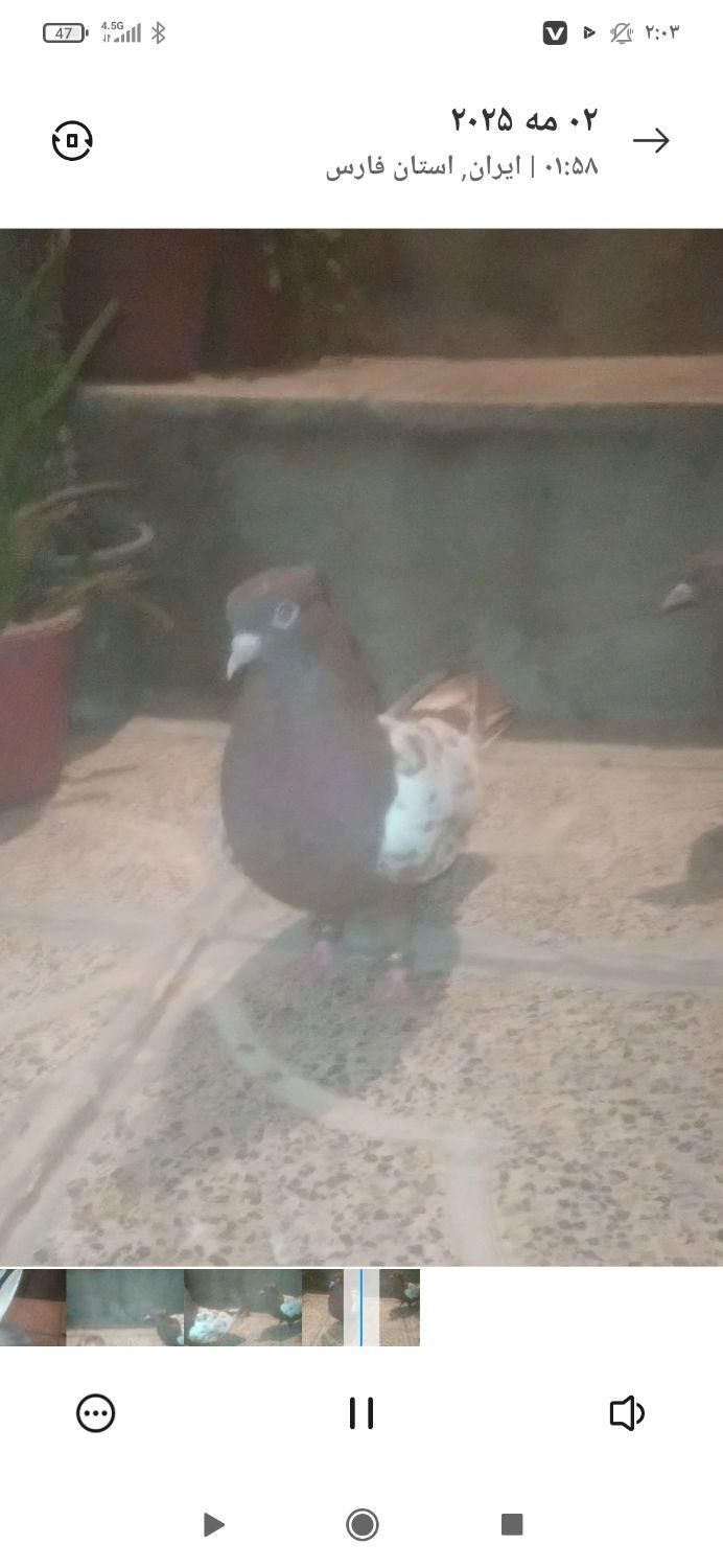 سینه سرخ|پرنده|شیراز, سعدیه|دیوار