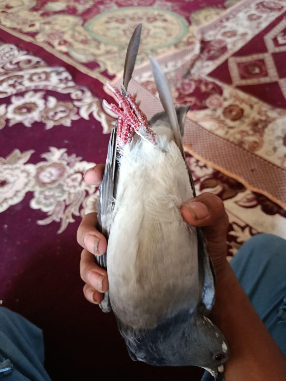 جوجه بدرنگ|پرنده|کرمان, |دیوار