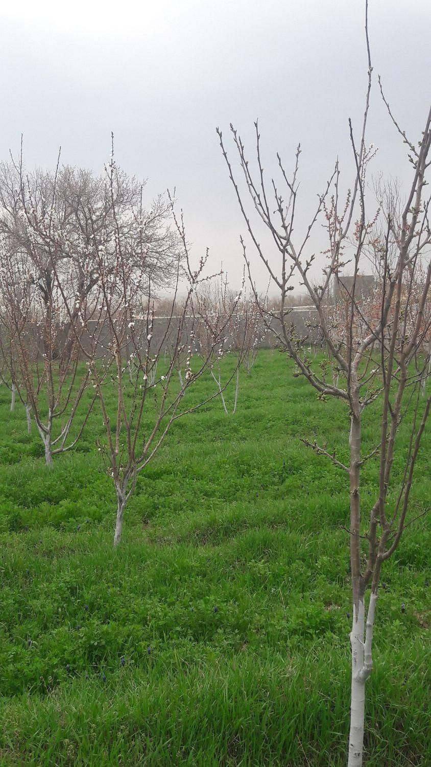 فروش باغ ،زمین،ویلای آماده،در روستای زین آباد|فروش خانه و ویلا|تبریز, |دیوار