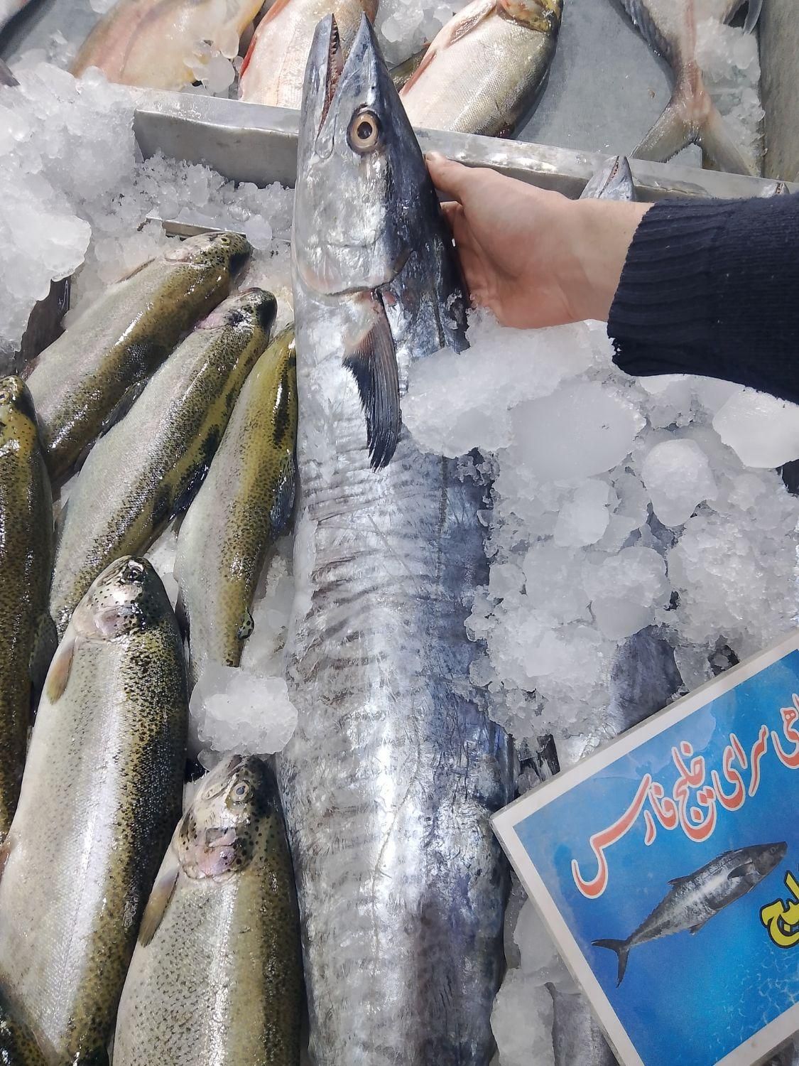 ماهی بدون تیغ خوشمزه دریایی مستقیم از بوشهر|خوردنی و آشامیدنی|تهران, استاد معین|دیوار