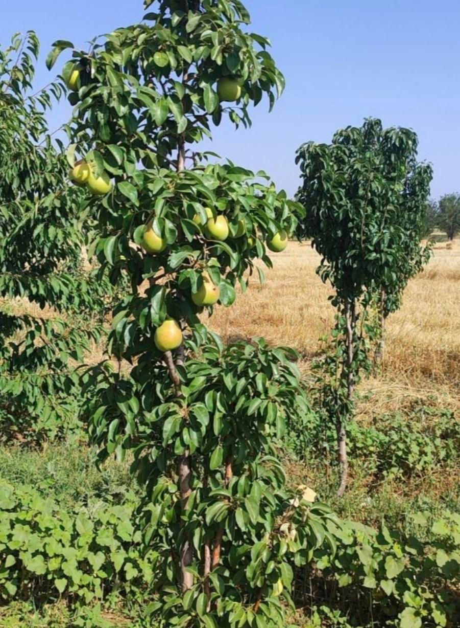 باغ میوه با مساحت ۳ هکتار و سهم آب|فروش دفتر صنعتی، کشاورزی، تجاری|تهران, دولت‌آباد|دیوار