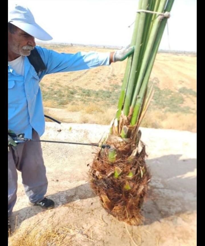 خورموج|گل مصنوعی|خورموج, |دیوار