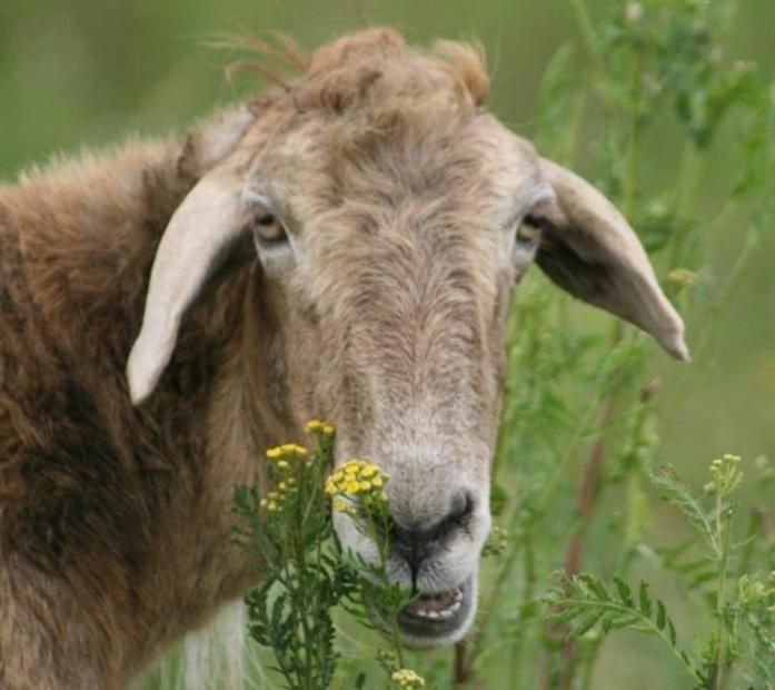 عرضه گوسفند و بره جهت تمامی اعیاد|حیوانات مزرعه|قم, صفائیه|دیوار