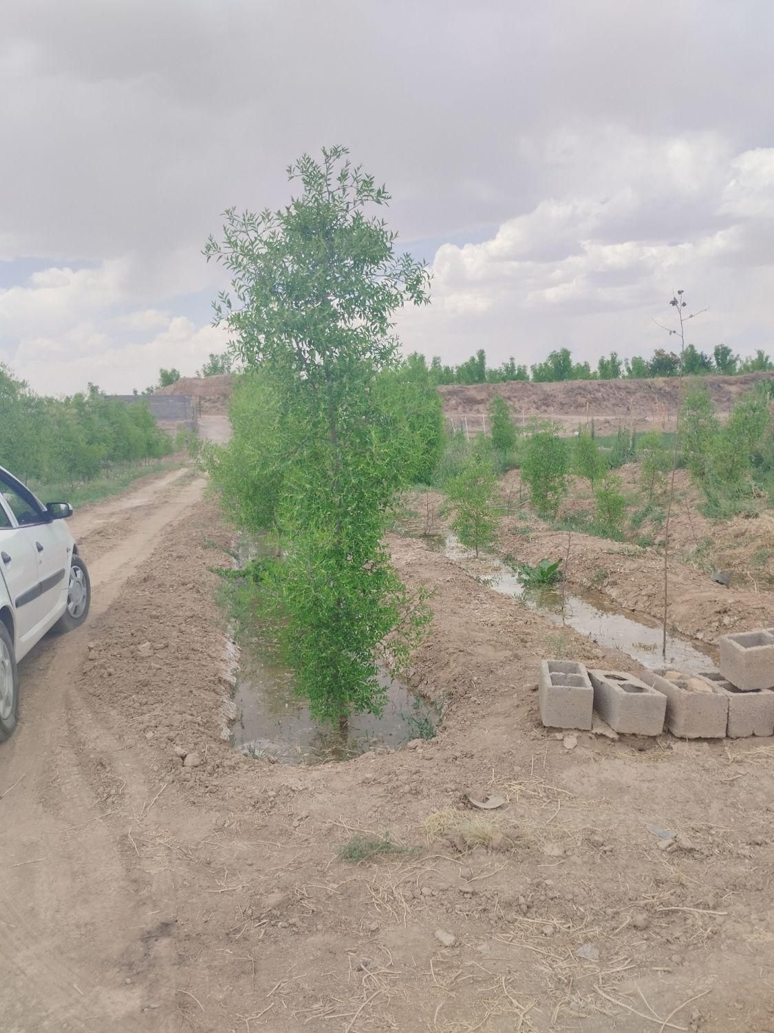 تصویر 11