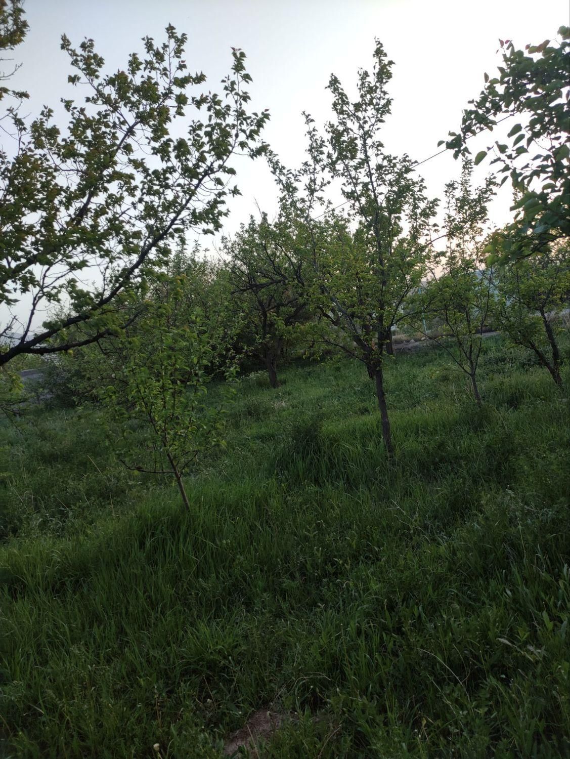 دو قطعه باغ در روستای ترپ بر جاده|فروش خانه و ویلا|تبریز, |دیوار