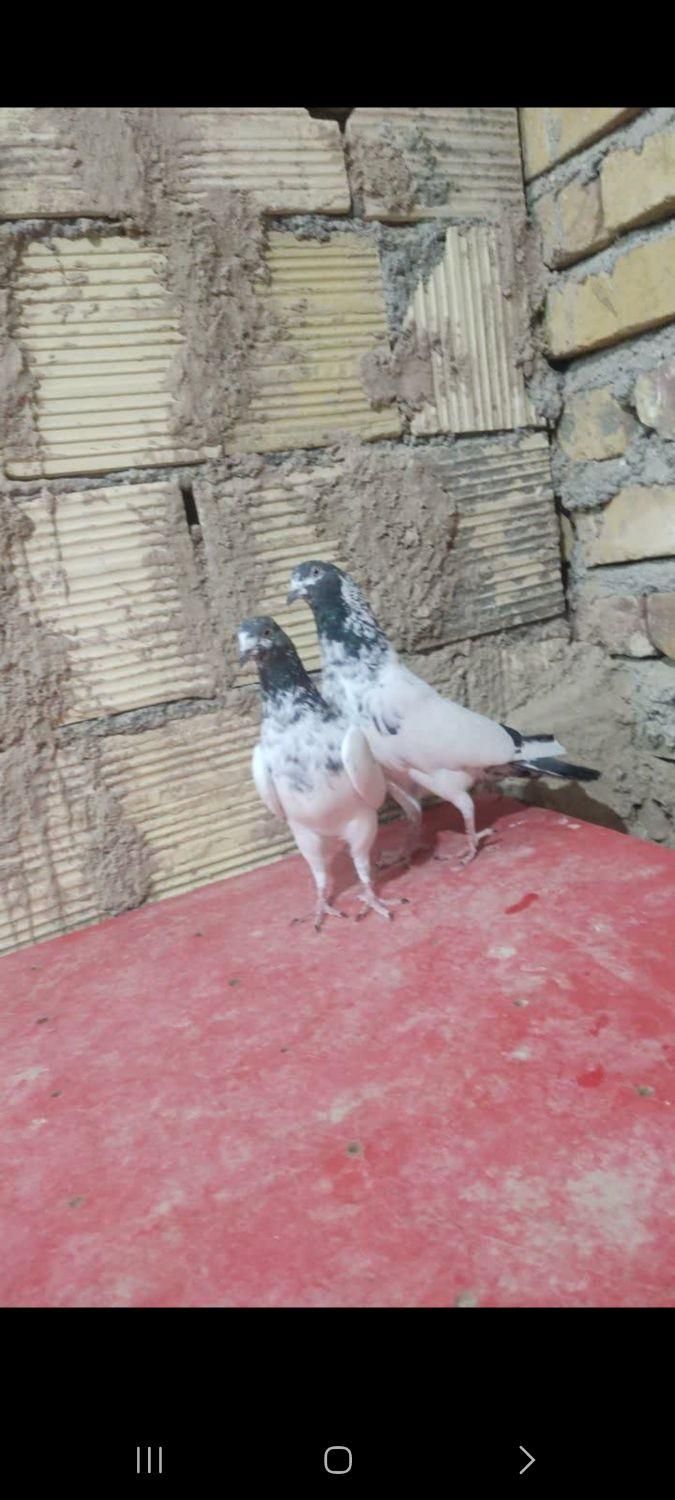 غاز‌کبوتر‌پاکستانی‌کله‌سیاه|پرنده|اردکان, |دیوار