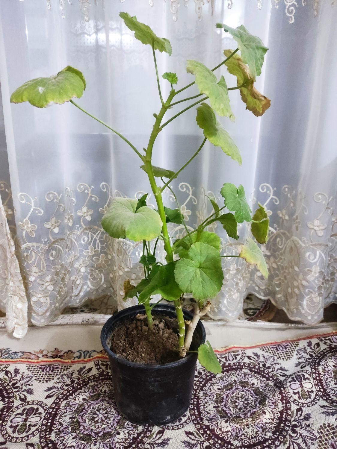 گل برای معاوضه|گل و گیاه طبیعی|اصفهان, هفتون|دیوار