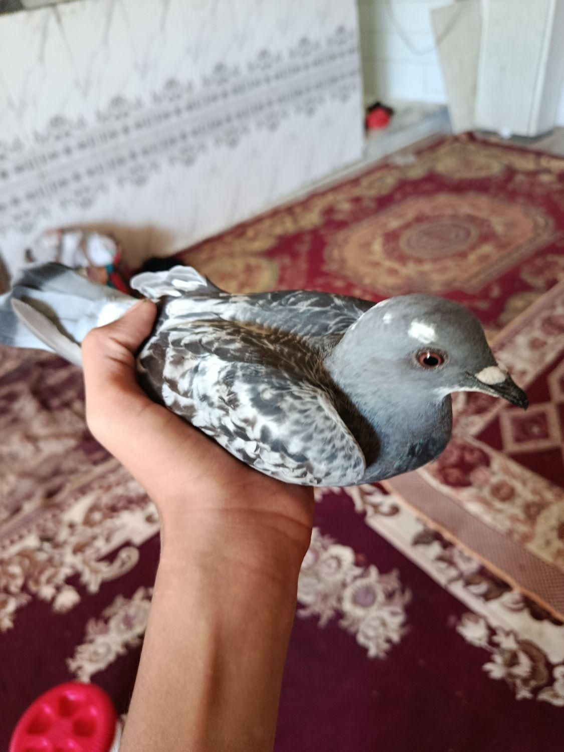 جوجه بدرنگ|پرنده|کرمان, |دیوار