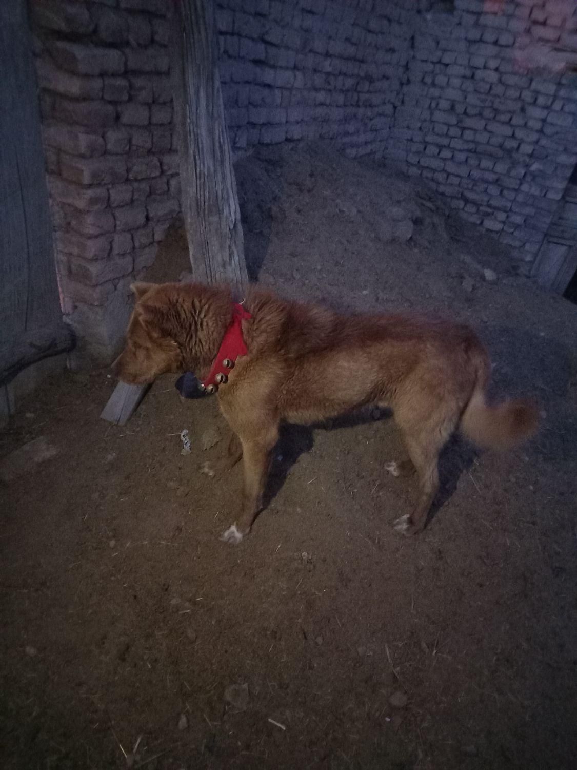 سگ.|سگ|گلپایگان, |دیوار