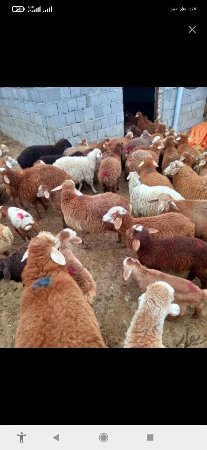 //زنده درتهران گوسفند چابک وچله وبدون پرتی|حیوانات مزرعه|تهران, وردآورد|دیوار