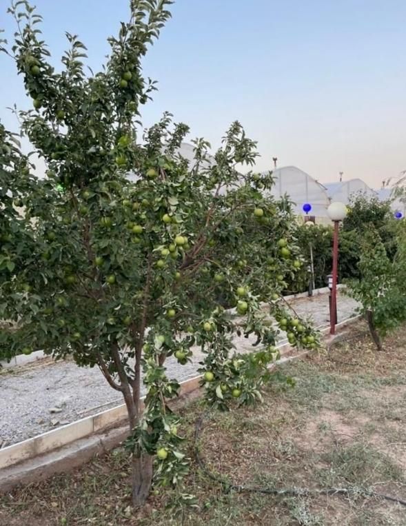 زمین گلخانه‌ و ویلا/فروش قسطی/دسترسی شهری و صنعتی|فروش زمین و ملک کلنگی|تهران, جوادیه|دیوار