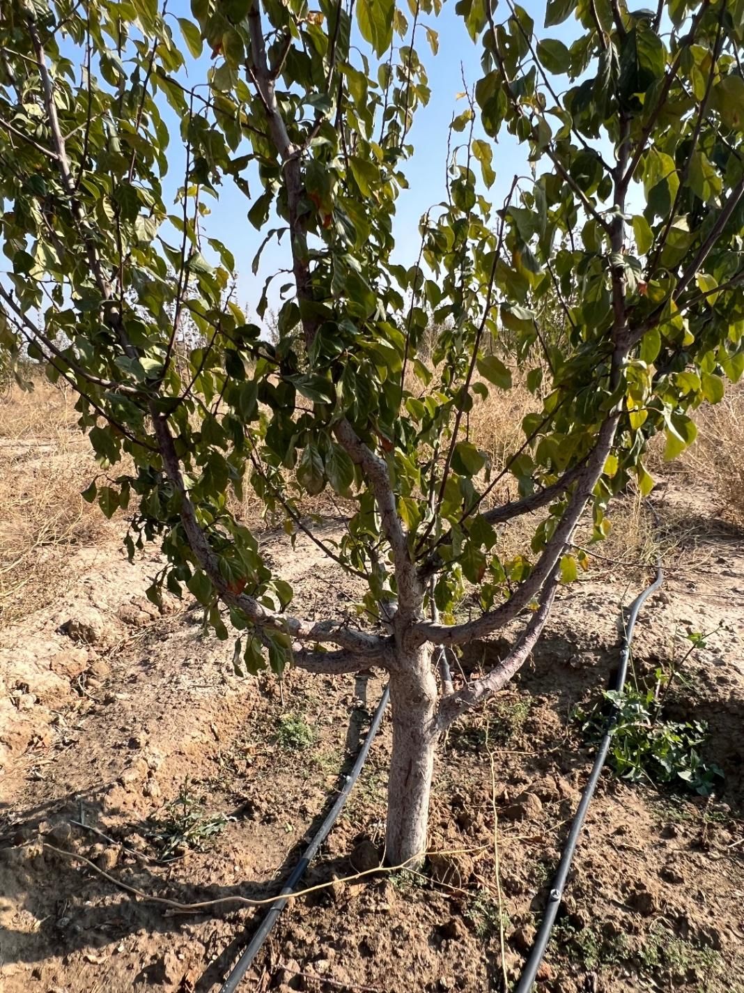 باغ وباغچه/۲۰۵متری/مجوز ازجهاد/کوچه ۸متری|فروش زمین و ملک کلنگی|تهران, باغ خزانه|دیوار