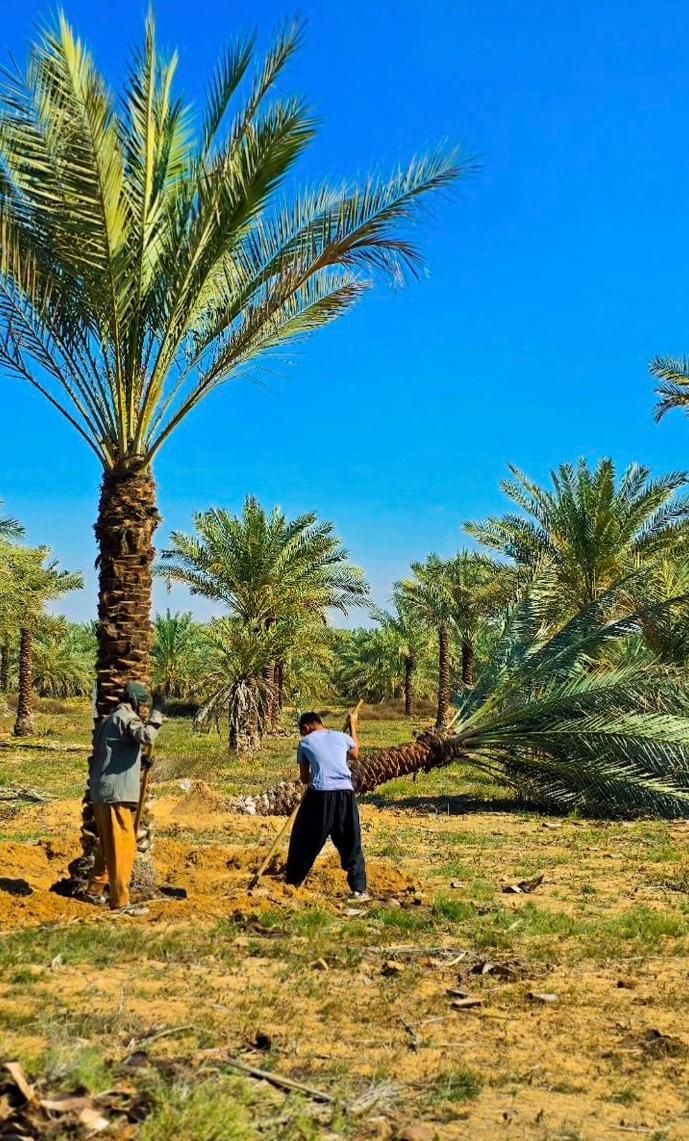 بانک ژنتیک نخل ایران تنهامرجع رسمی|خدمات باغبانی و درختکاری|تهران, مشیریه|دیوار