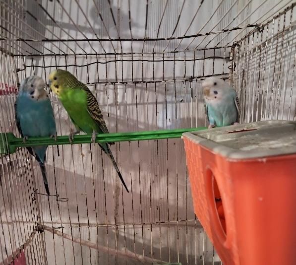 یک جفت مرغ عشق مولد به همراه جوجه شون|پرنده|مشهد, بلال|دیوار