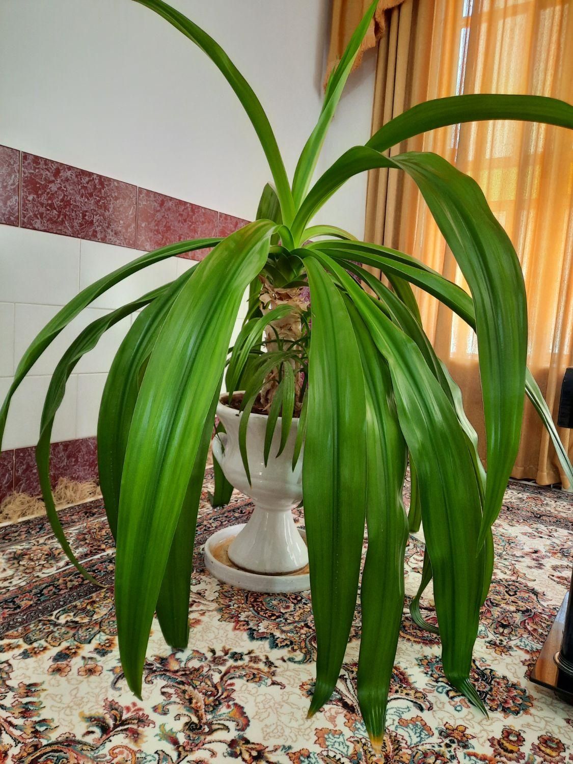 گل ذرتی|گل و گیاه طبیعی|مرودشت, استادیوم‎|دیوار